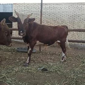 öküz