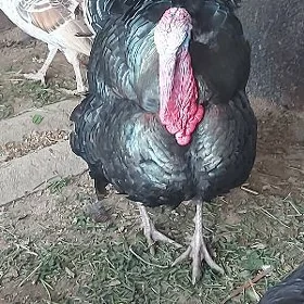 induk erkek