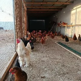 Towuk we Brama horazlar