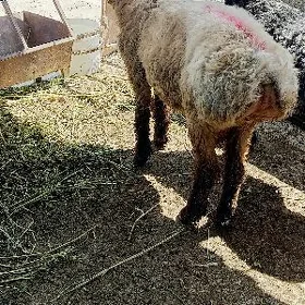 goyun işşek