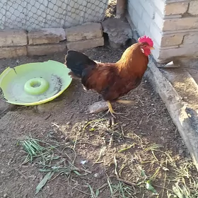 Horaz horoz