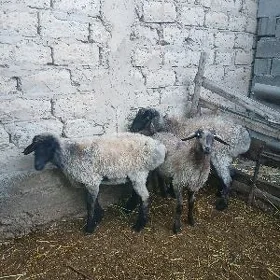 Işşek