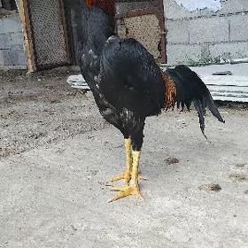 Taşgent
