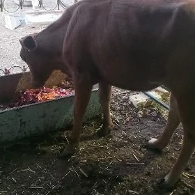 gulajyn gole