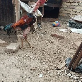 Horaz