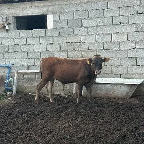 ARASSA SİVES ÖKÜZ