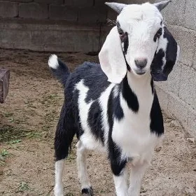 GİBİRİT PÄKİSTAN TEKE