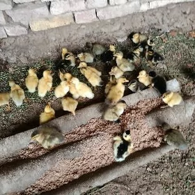 ýaşylbaş ördek jüýje