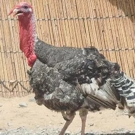induk horaz