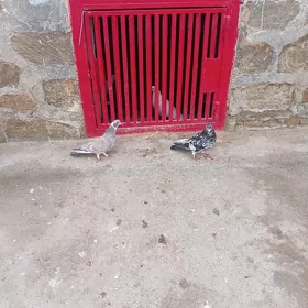 Kepderi