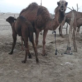 köşekli düýe