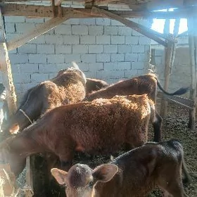 goleli sygyr tuweler