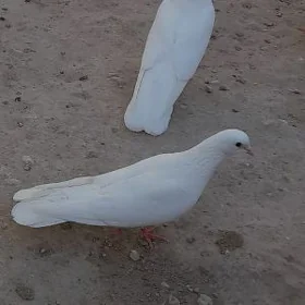 kepderi
