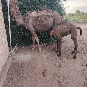 Köşekli düýe