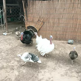 induk