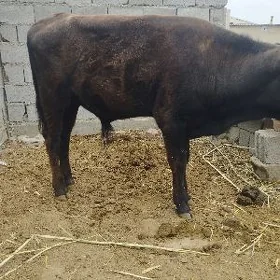 tohum öküz