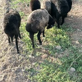 gurbanlyga goyunlar