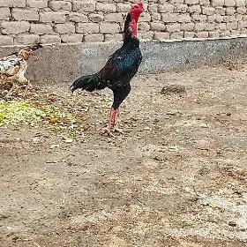 horoz