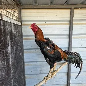 Taškent Horaz