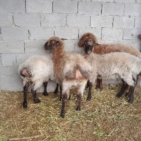 bakylan ișṣek