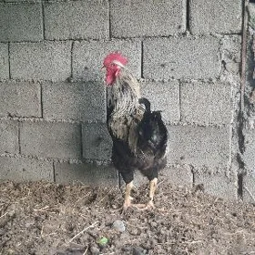 gigant horazlar