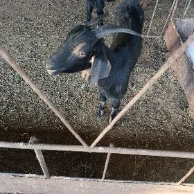 çebiş