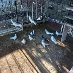 Kepderi