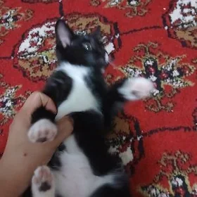 кот 