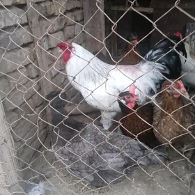 horaz