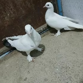 kepderi