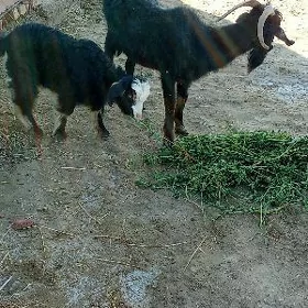 owlokly geçi