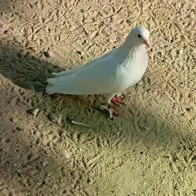 kepderi