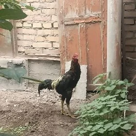 baysowy horaz