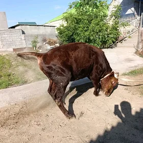 Öküzler imde duran