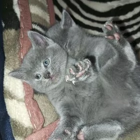 Шатланский котенок