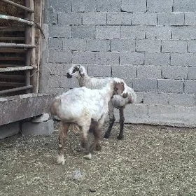Işşek