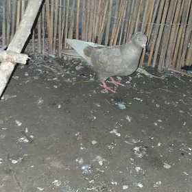Kepderi.