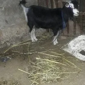 geci