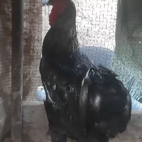 Gigant horaz