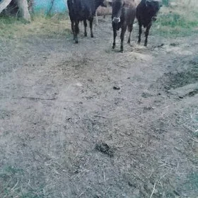 Öküz