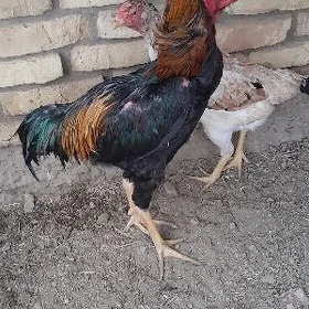 Bayes Makiler Horazlar