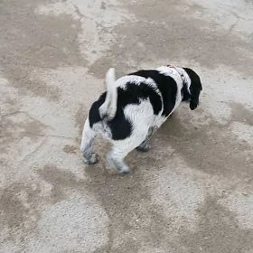 spaniel