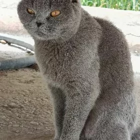 Soltan pişik