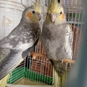 Попугаи Кореллы