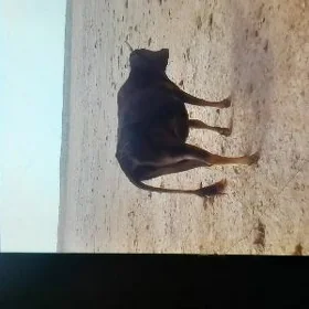 Sygyr