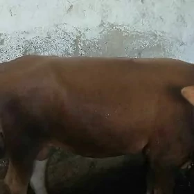 okuzce