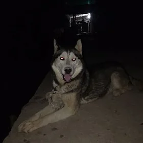 haski