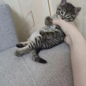 В добрые руки котенок