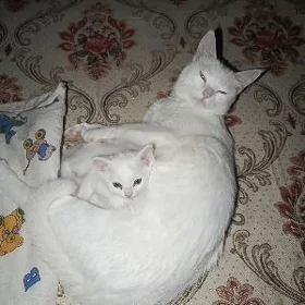 caga pişik