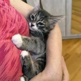 котенок .скоро 3 месяца